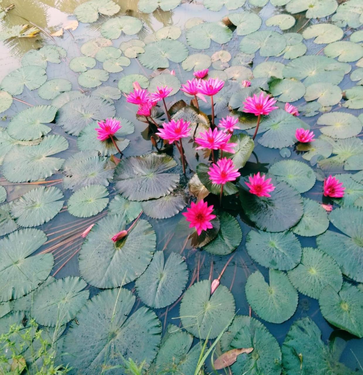 Thomman'S Farm Stay กัตตะยัม ภายนอก รูปภาพ